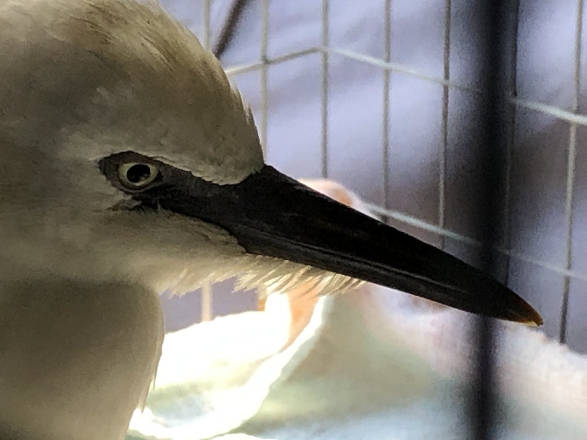 Snowy Egret - ML256148111