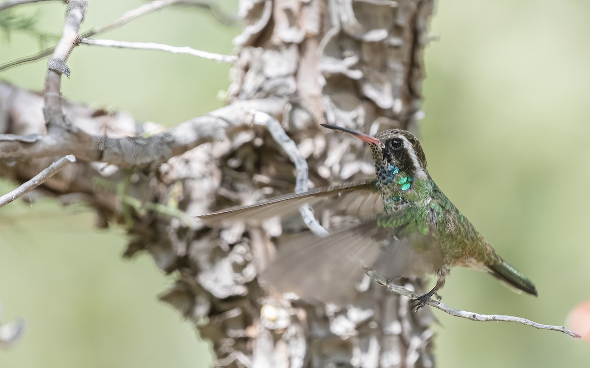 kolibřík bělouchý - ML256148121