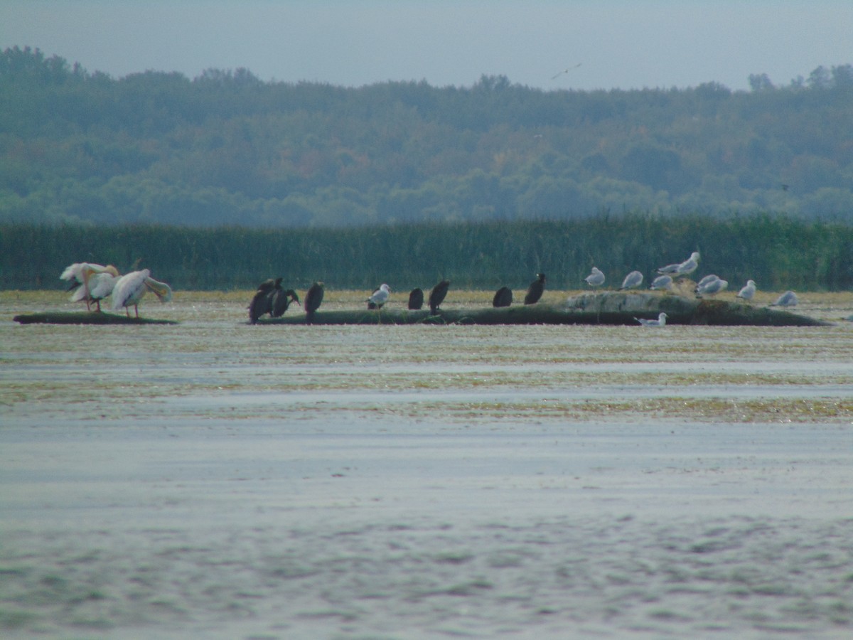 American White Pelican - ML256148581