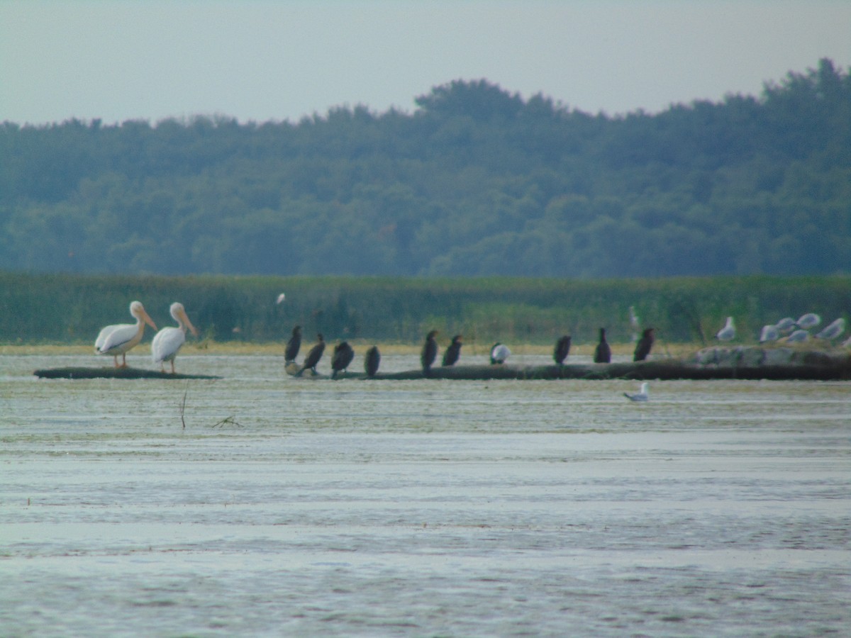 American White Pelican - ML256148641