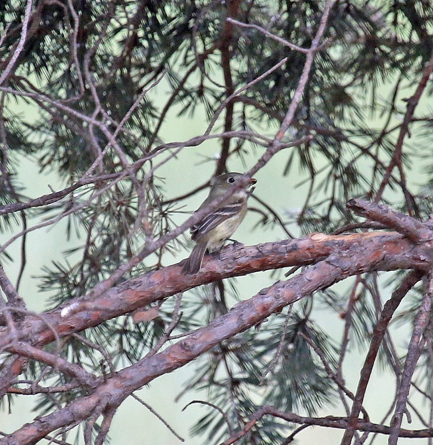 Least Flycatcher - Joe Grzybowski