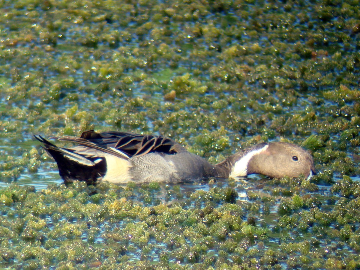 Northern Pintail - Louis Imbeau