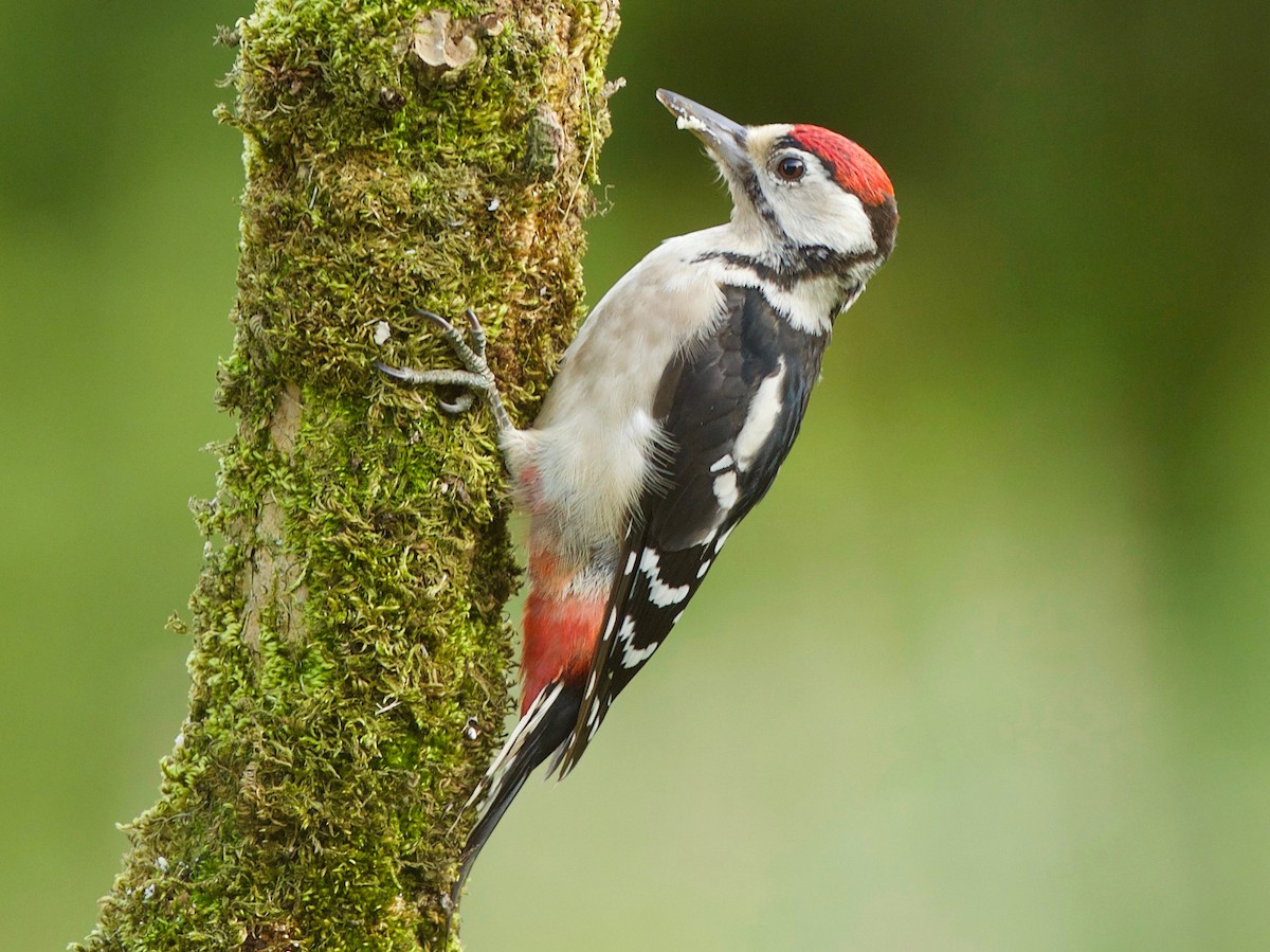 Juvenile (Great Spotted)