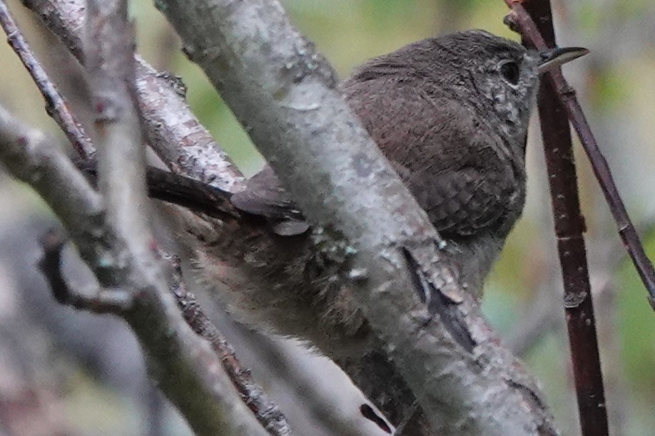 House Wren - ML256154781