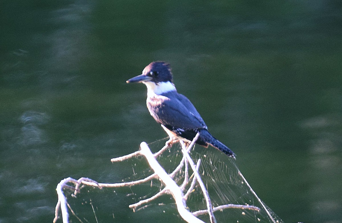 Belted Kingfisher - ML256155591