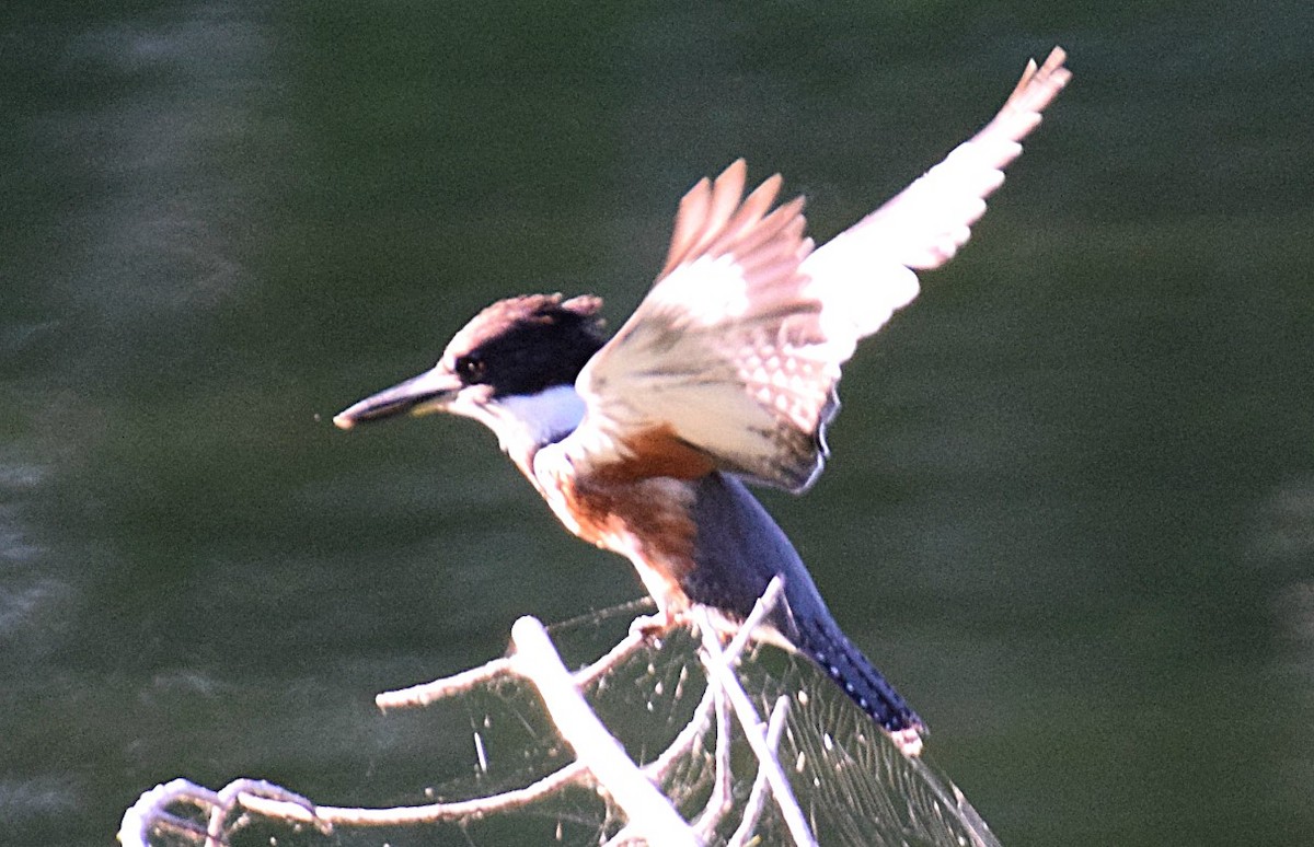 Belted Kingfisher - ML256155601