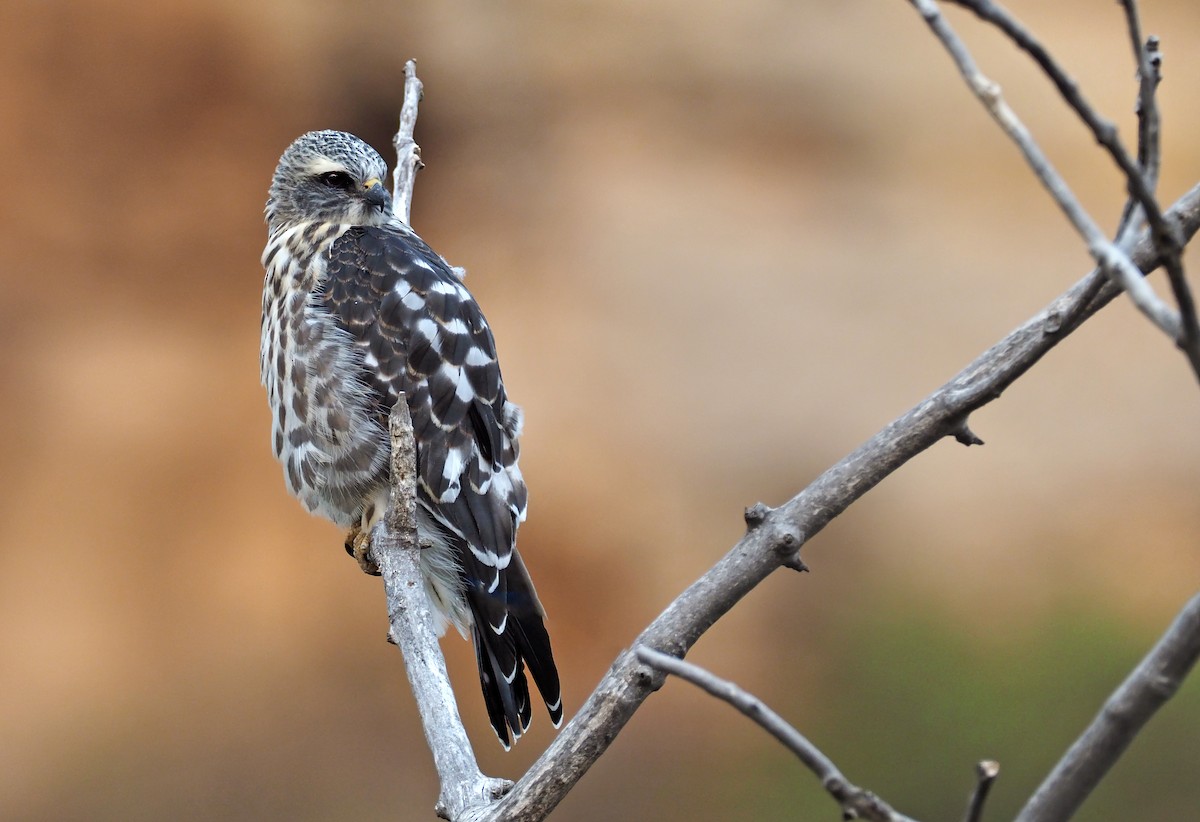 Mississippi Kite - ML256156051