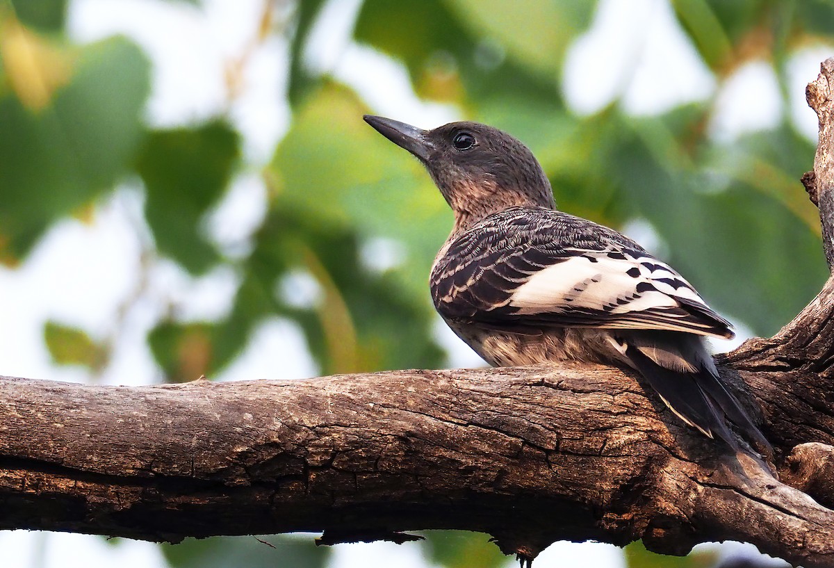 Red-headed Woodpecker - ML256156071