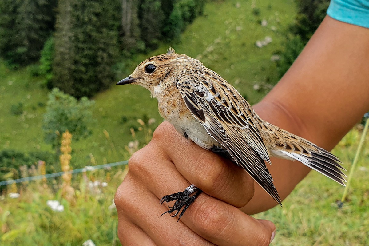 Stiaccino - ML256156131