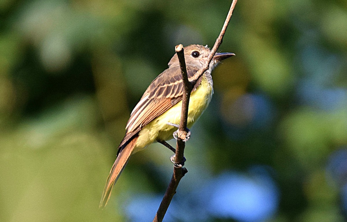 Great Crested Flycatcher - Hugh Barger