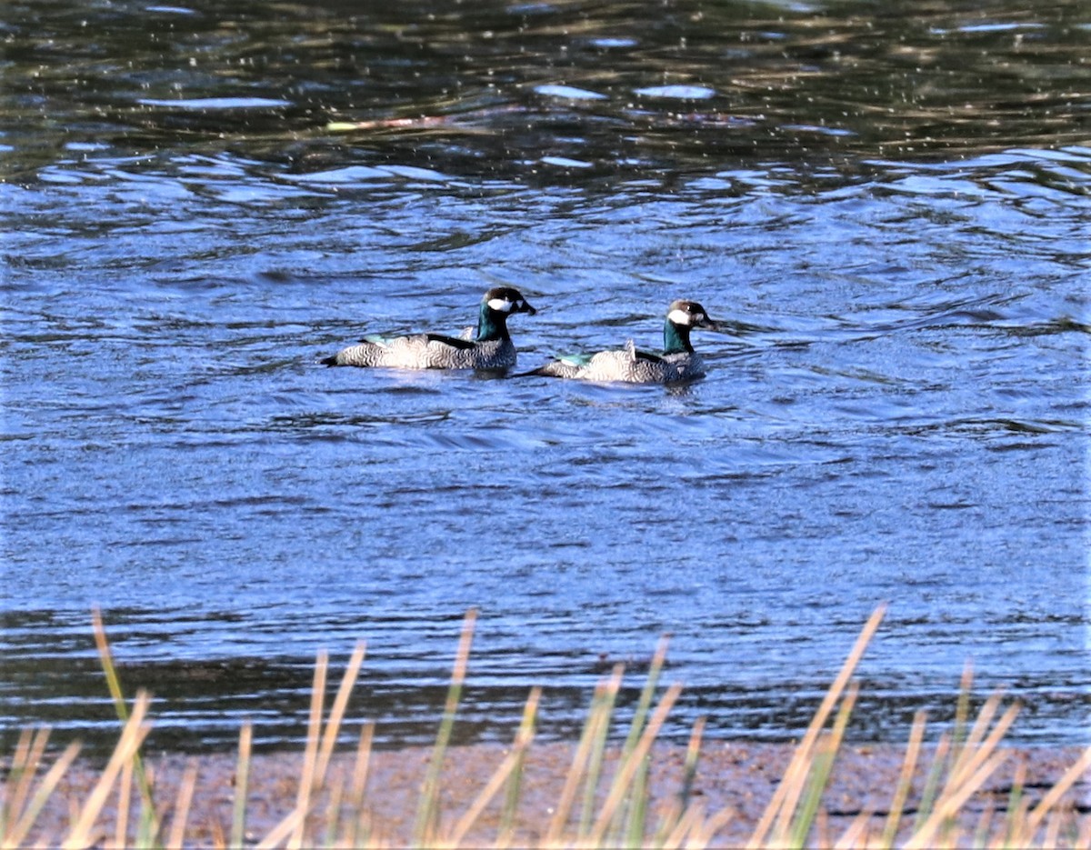 Green Pygmy-Goose - ML256158341