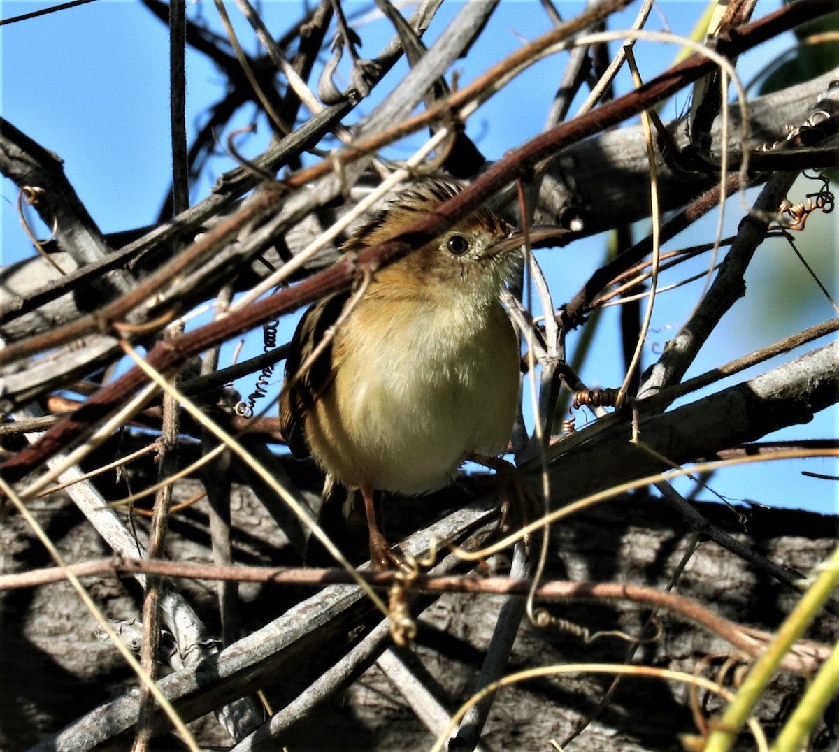 Golden-headed Cisticola - ML256158561