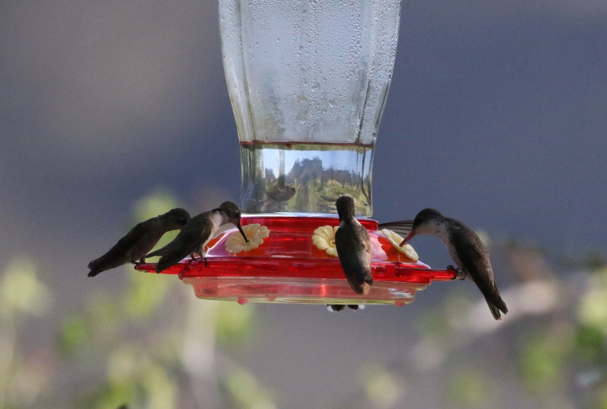 Violet-crowned Hummingbird - Brooke Smith