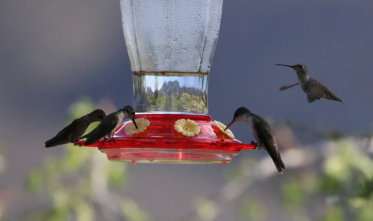 Violet-crowned Hummingbird - ML256161541