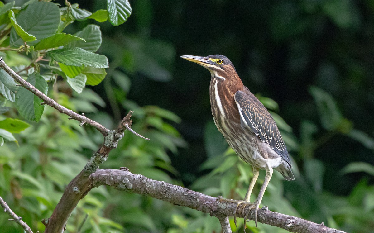 Green Heron - ML256161941