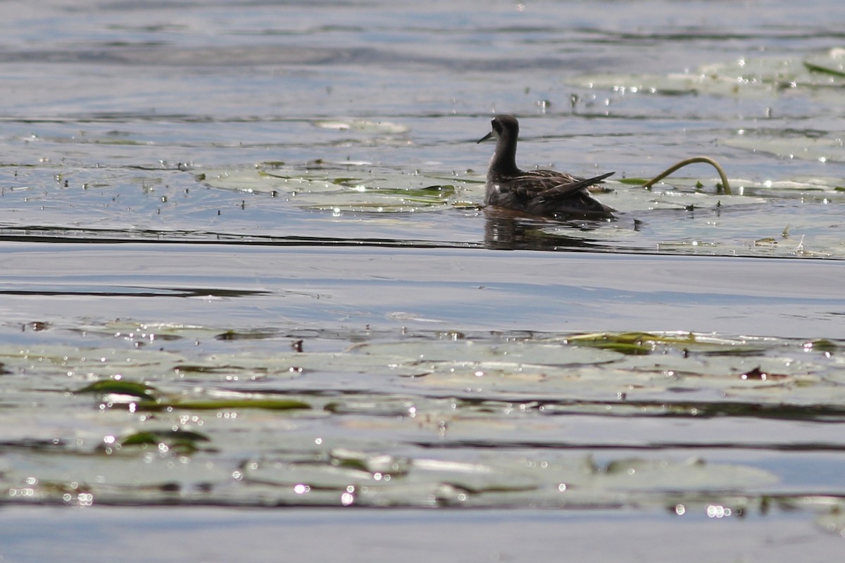 Phalarope à bec étroit - ML256163051