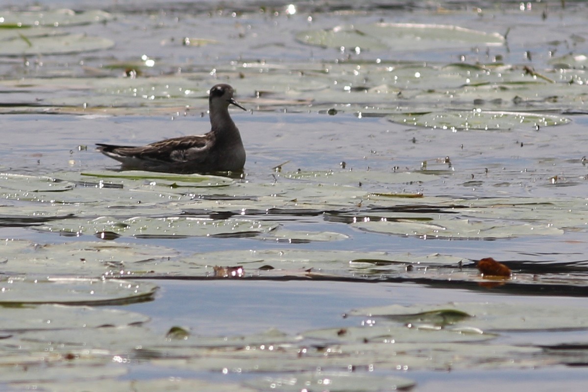 Red-necked Phalarope - ML256163081