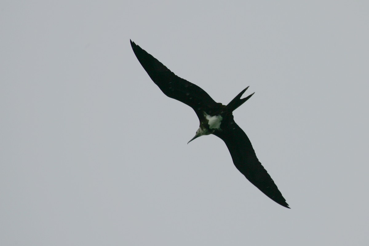 Lesser Frigatebird - Simon Colenutt