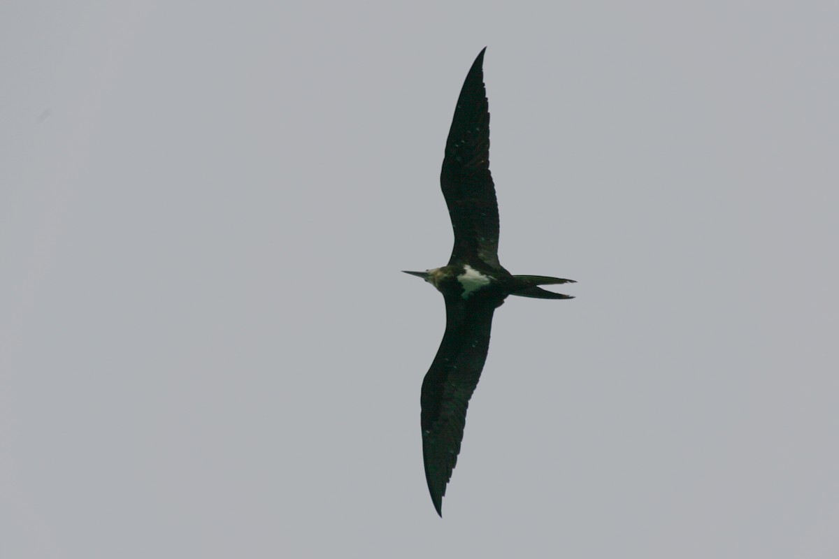 Lesser Frigatebird - ML256165021