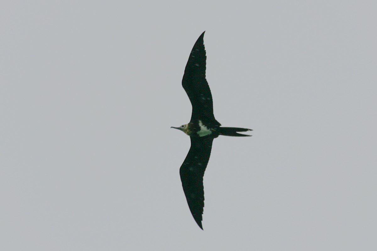 Lesser Frigatebird - ML256165031