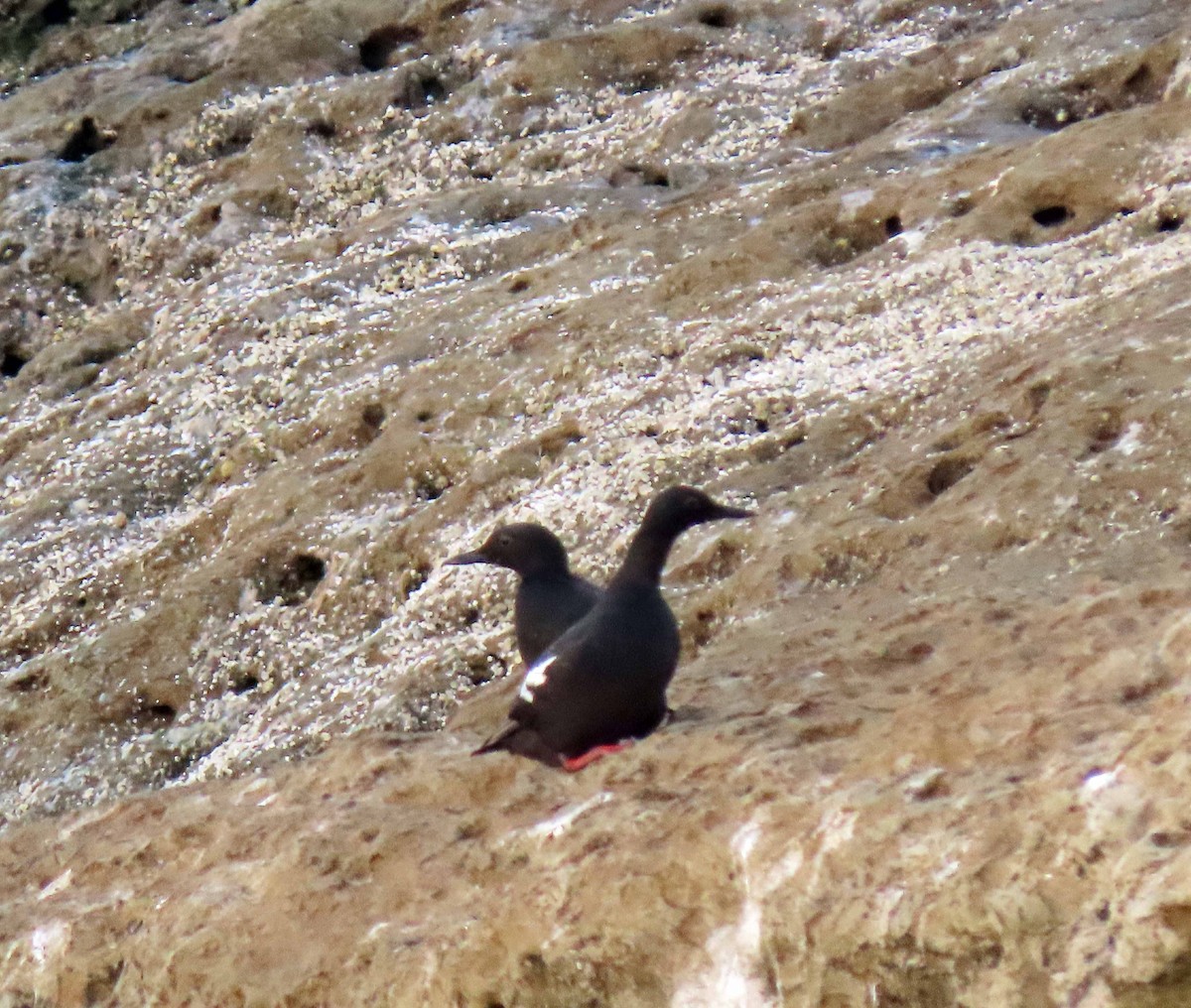 Pigeon Guillemot - Sharon Hull