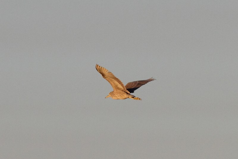 Black-crowned Night Heron - ML256166851