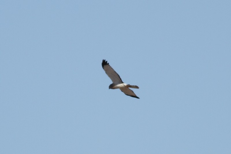 Northern Harrier - ML256167931