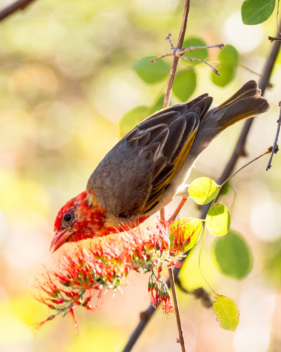 Red-headed Weaver - ML256169281