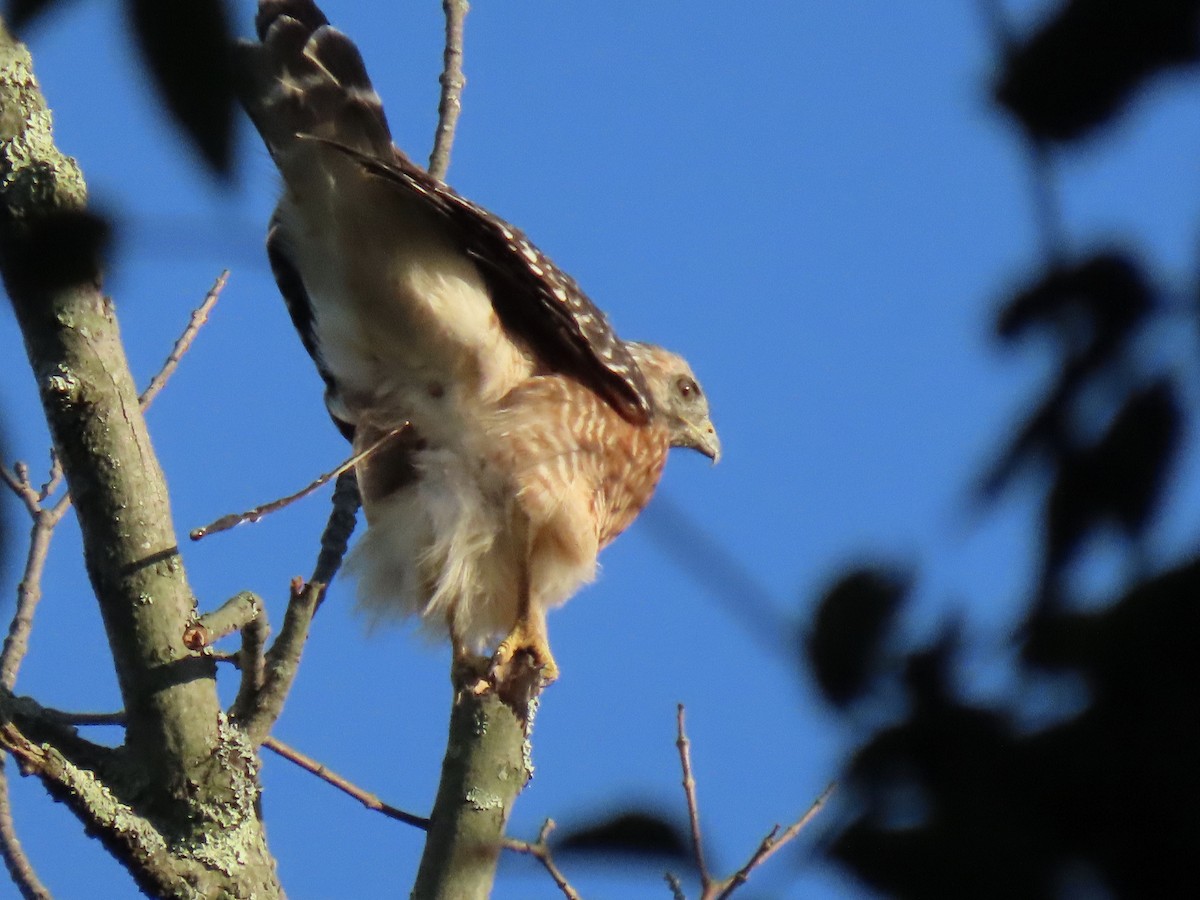 Red-shouldered Hawk - Ginger Bernardin