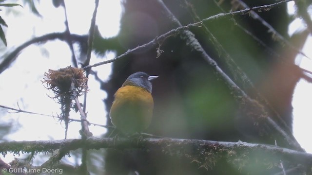 Patagonian Sierra Finch - ML256170331