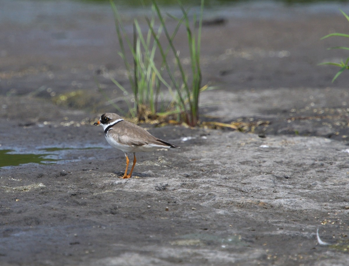 Semipalmated Plover - ML256171371