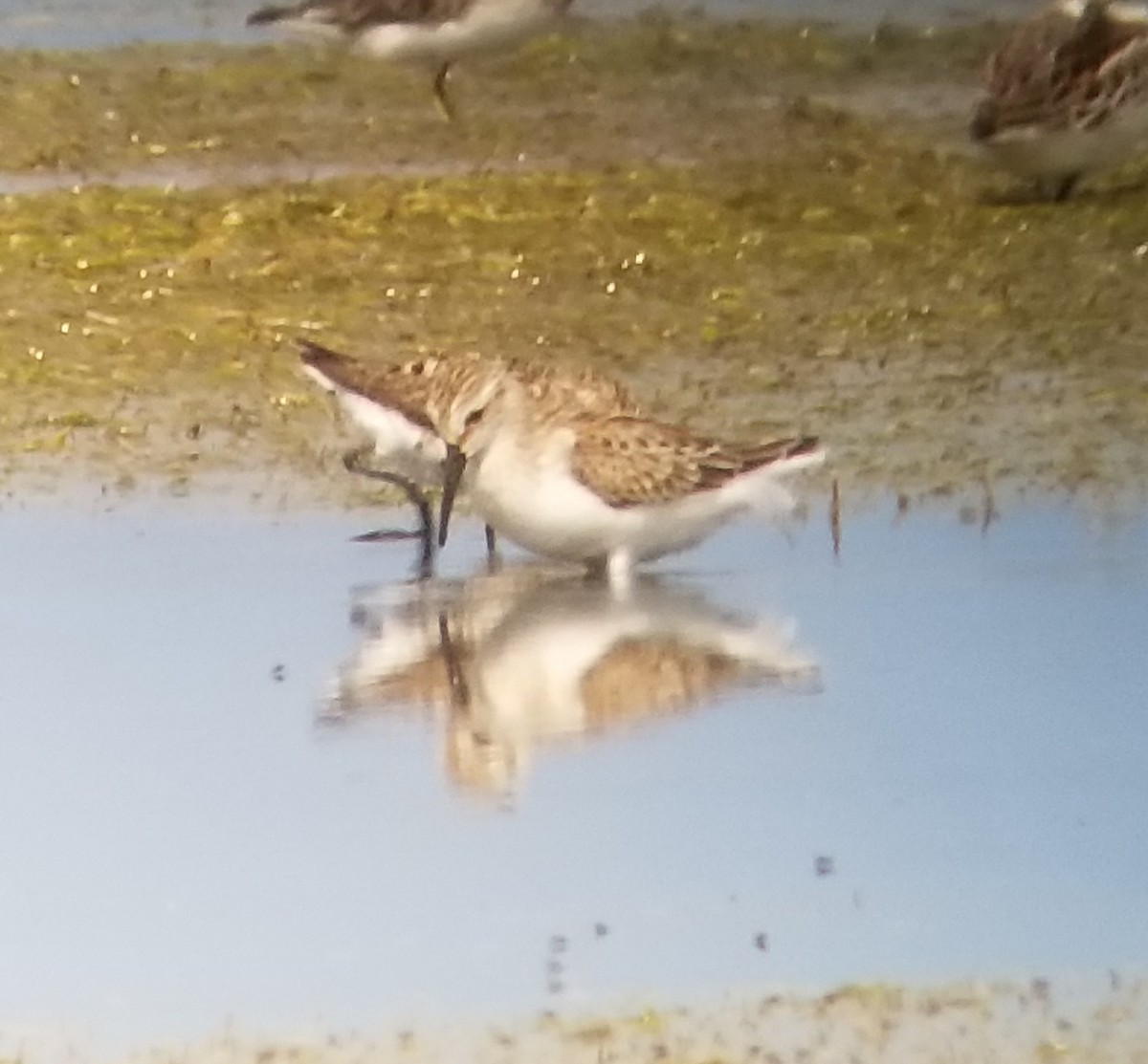 Western Sandpiper - Donald Pendleton