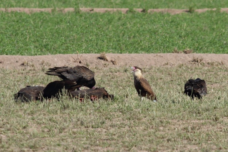 Crested Caracara (Northern) - ML256172271