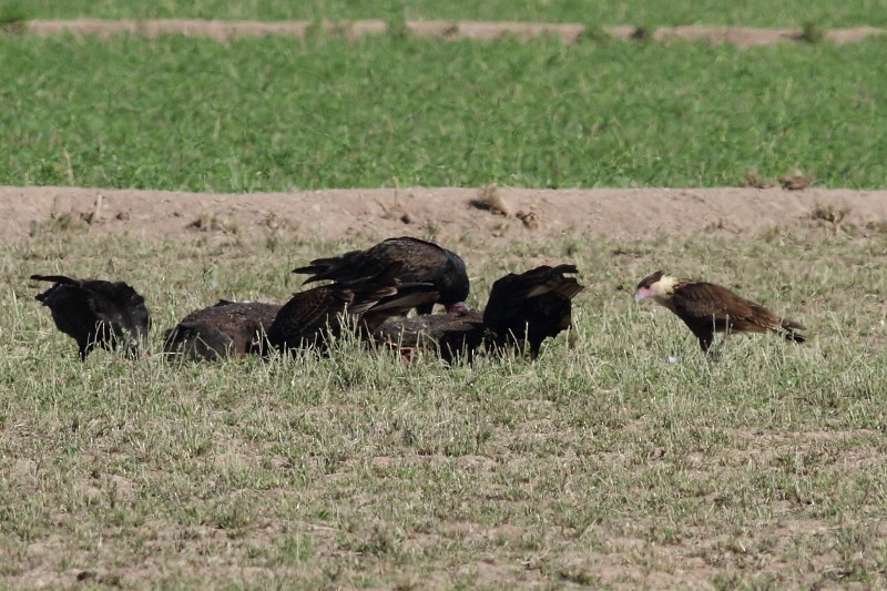 Crested Caracara (Northern) - ML256172291