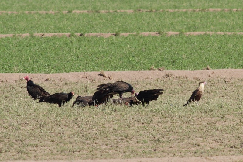 Crested Caracara (Northern) - ML256172311