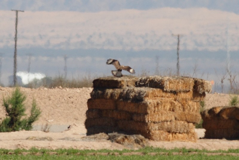 Crested Caracara (Northern) - ML256172361