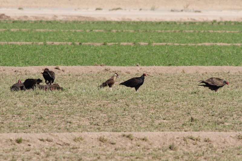 Crested Caracara (Northern) - Dermot Breen