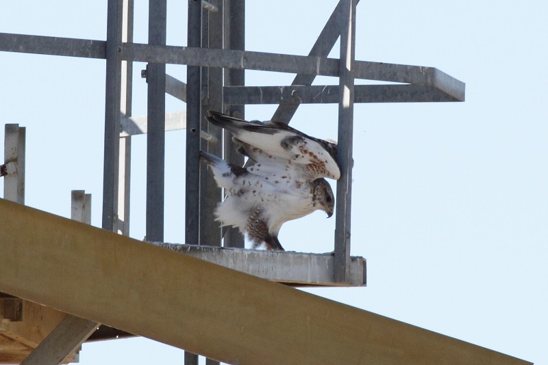 Ferruginous Hawk - ML256172651