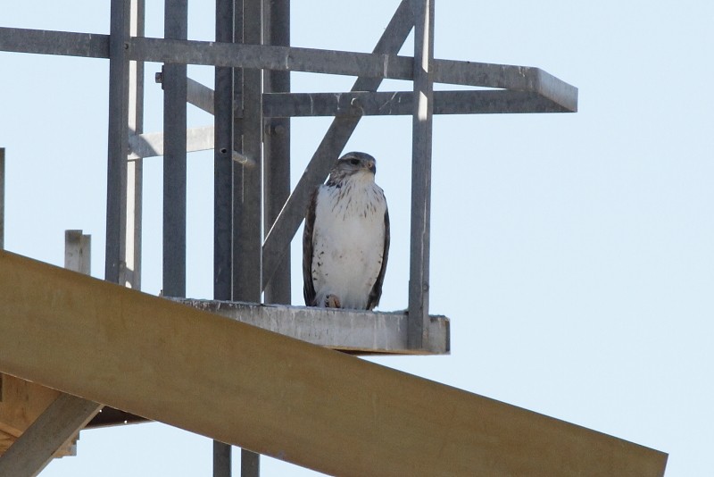 Ferruginous Hawk - ML256172661