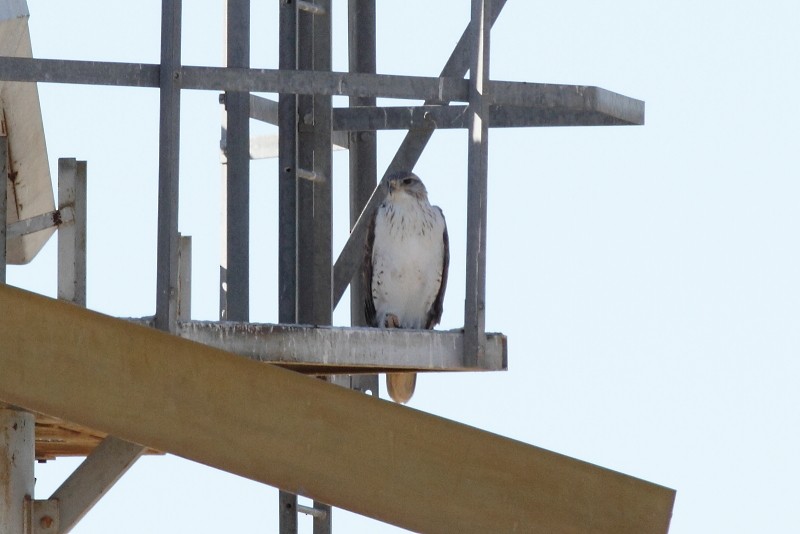 Ferruginous Hawk - ML256172691