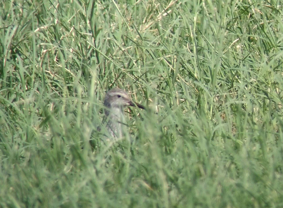 Stilt Sandpiper - Ryan O'Donnell