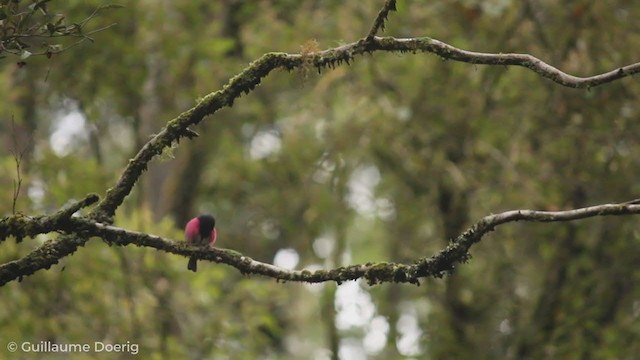 Pink Robin - ML256173691