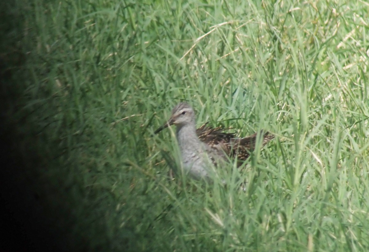 Stilt Sandpiper - ML256173701