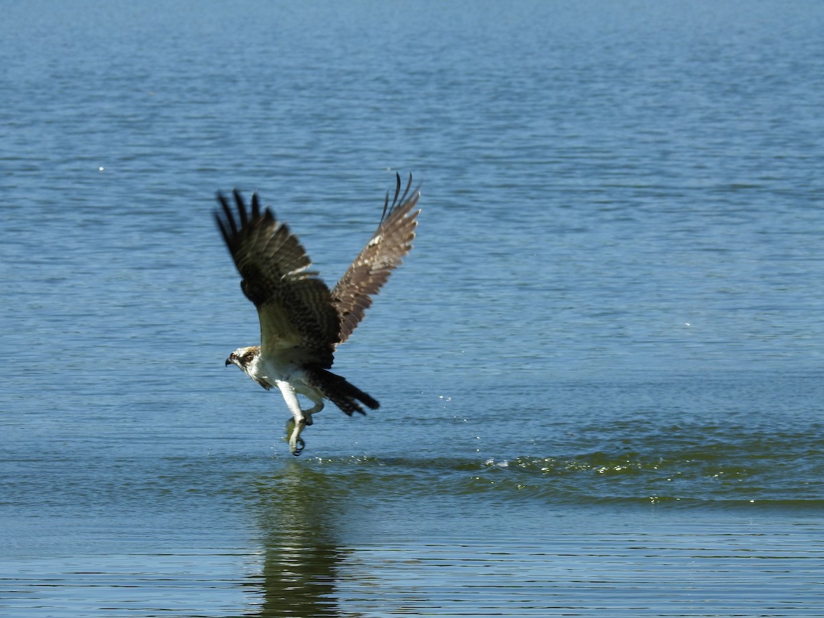 Osprey - ML256175151