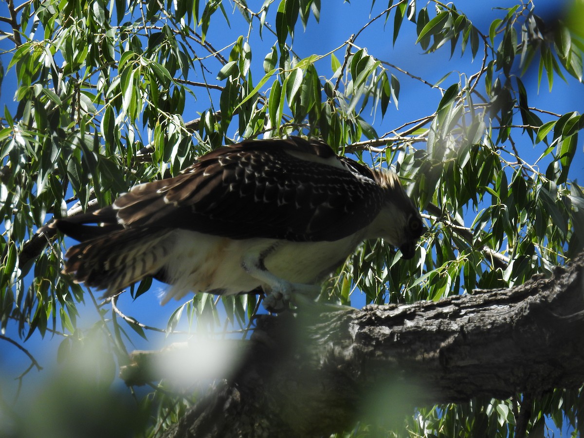 Osprey - ML256175171