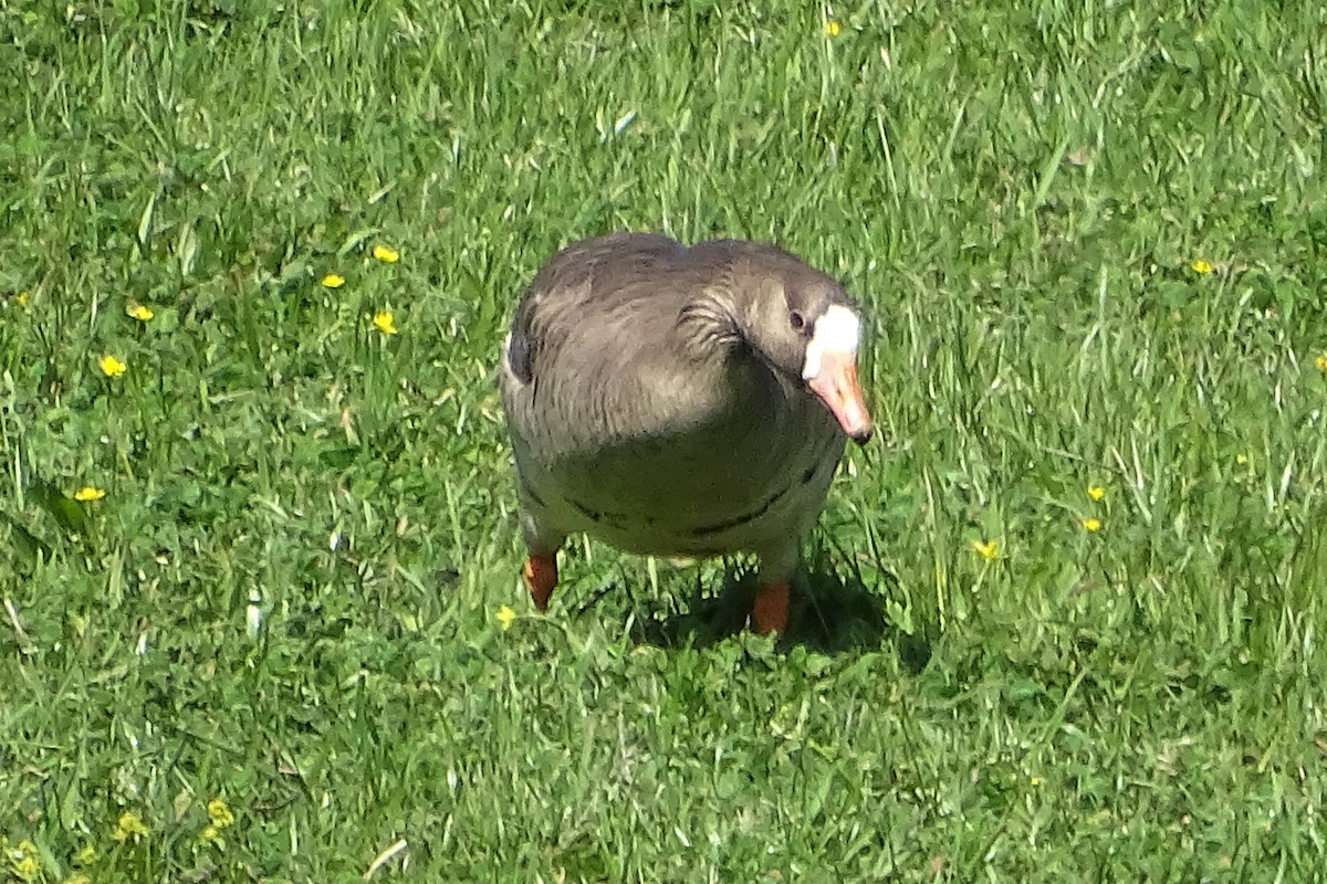 Greater White-fronted Goose - Diane Rose