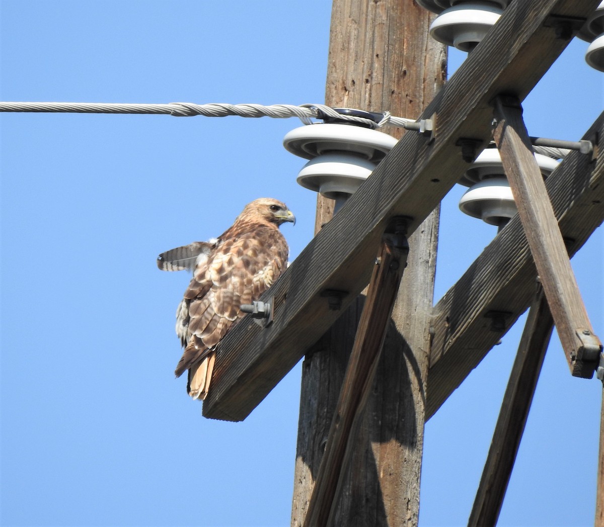 Red-tailed Hawk - ML256178281