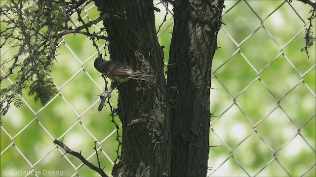 Plain-mantled Tit-Spinetail - ML256178611