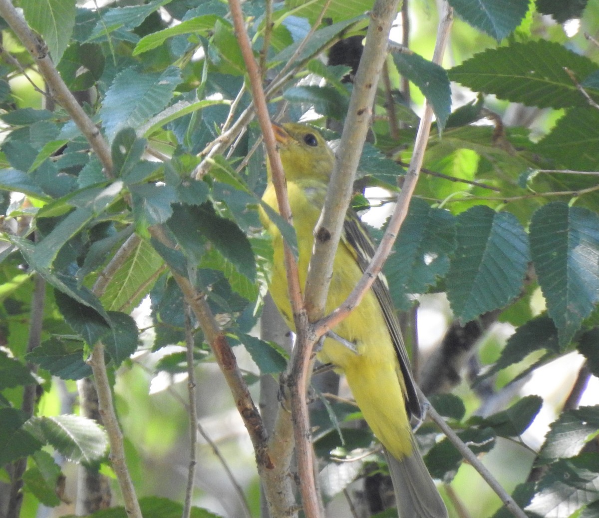 Western Tanager - ML256178681
