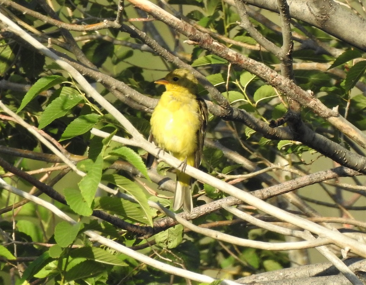 Western Tanager - ML256178701